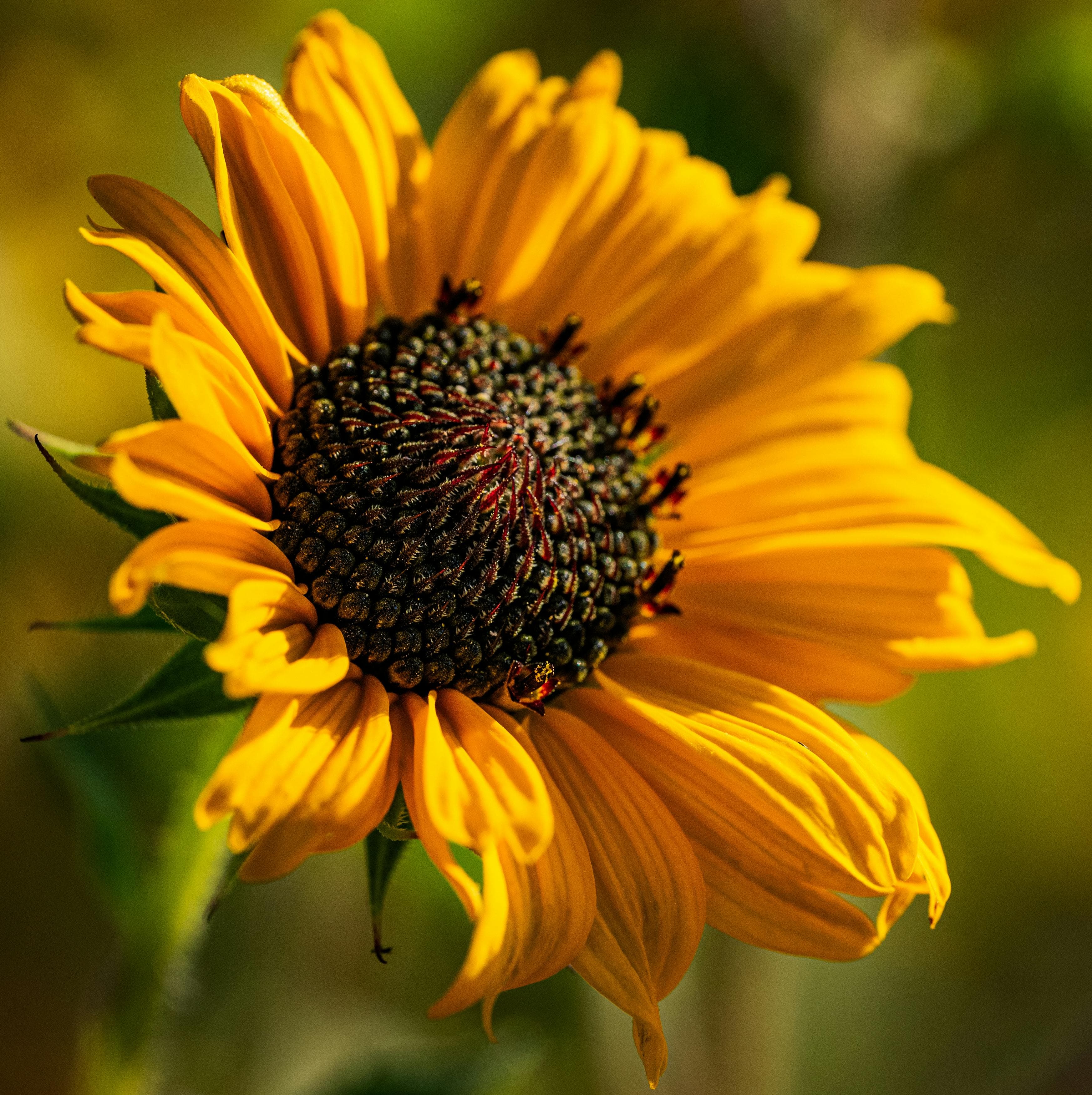 Dolore magna aut fac